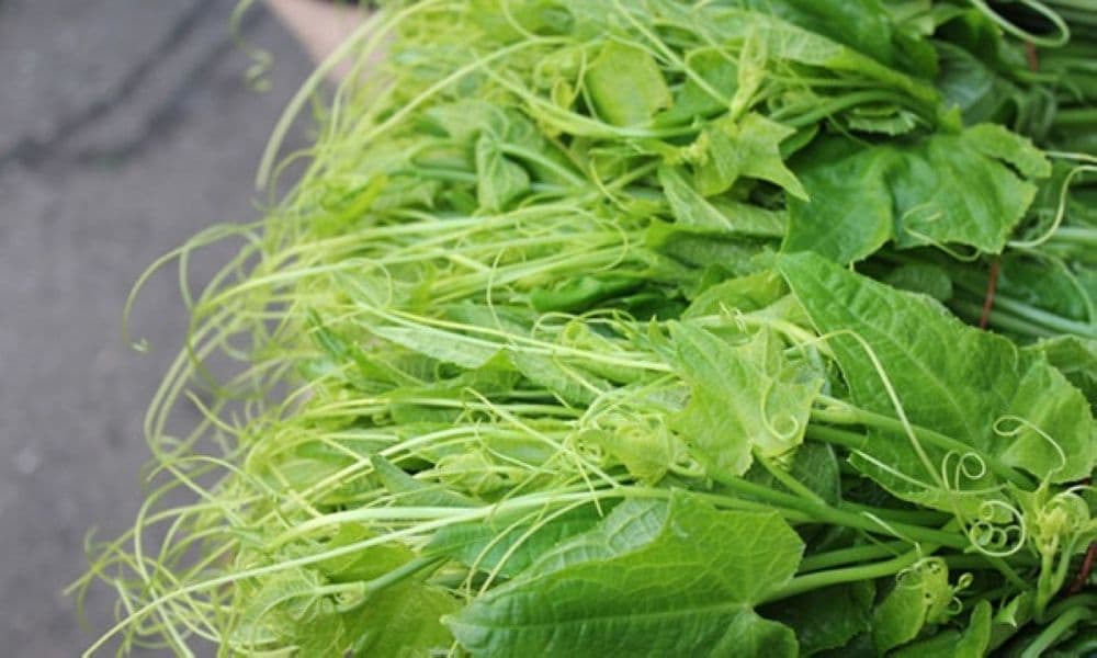 Ngọn su su Tam Đảo